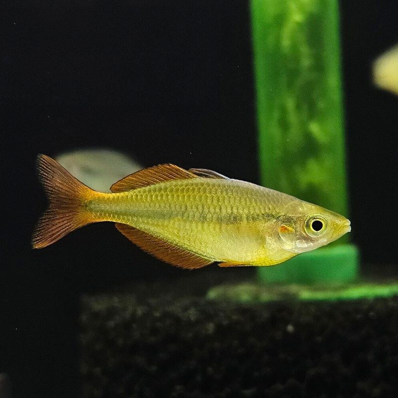 Lake Tebera Rainbowfish 4cm