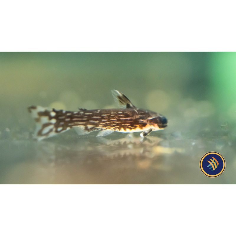Milky Way Wood Catfish (Tatia galaxias) 3-4cm Aquarium Glaser