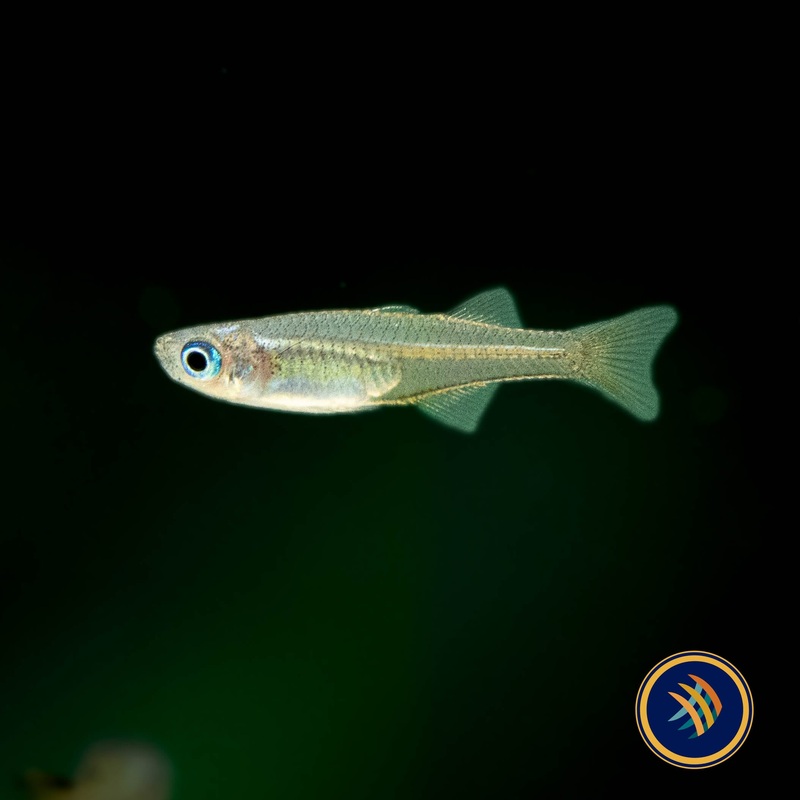 Pacific Blue-Eye Rainbow  Pseudomugil Signifer