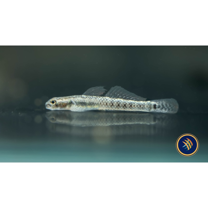 Palauan Riffle Dwarf Goby (Stiphodon pelewensis) 3-4cm