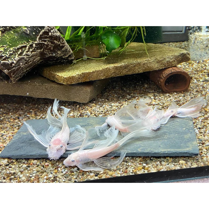 Pleco Ceramics Slate DIY Feeding Stone