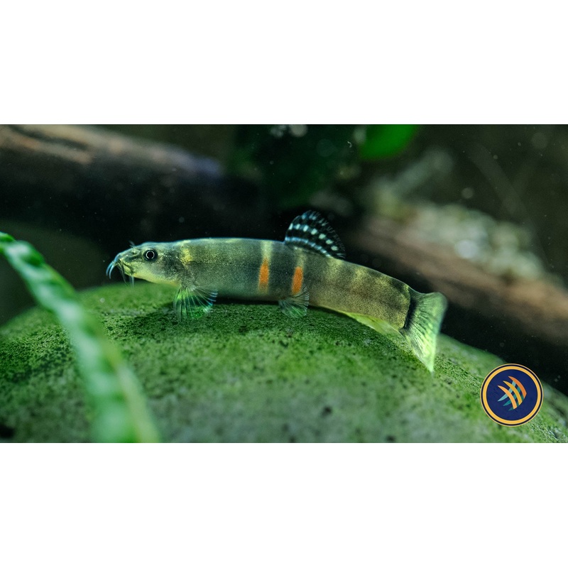 Sumo Loach II (Schistura balteata)
