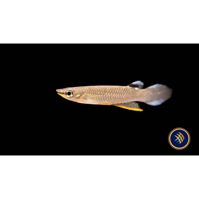 White Spot Killifish (Aplocheilus armatus)