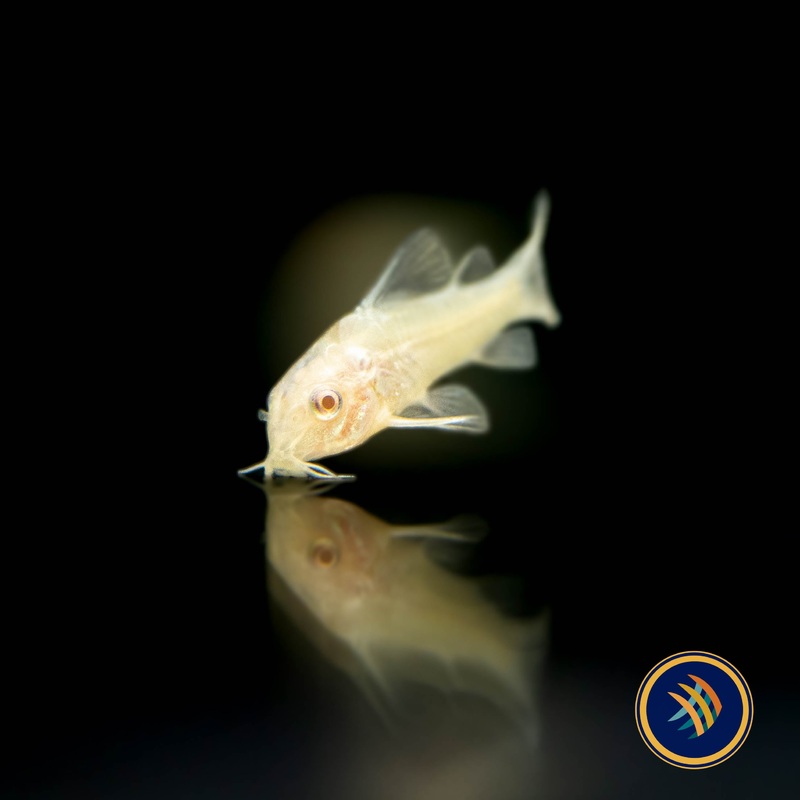 Albino Corydora 2.5-3cm