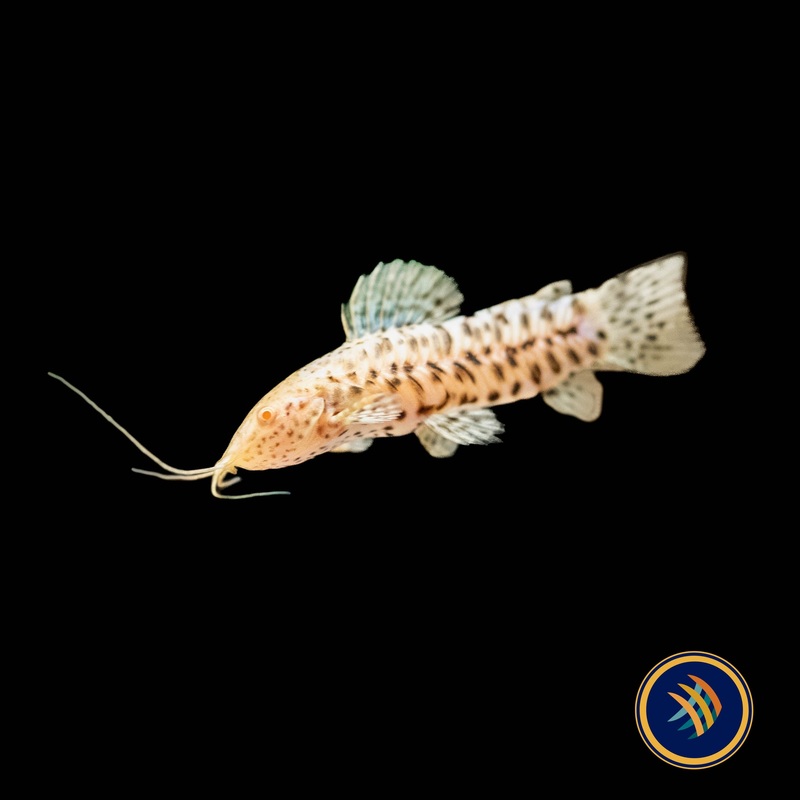 Albino Hoplo Catfish (Megalechis thoracata)  3-4cm Aquarium Glaser