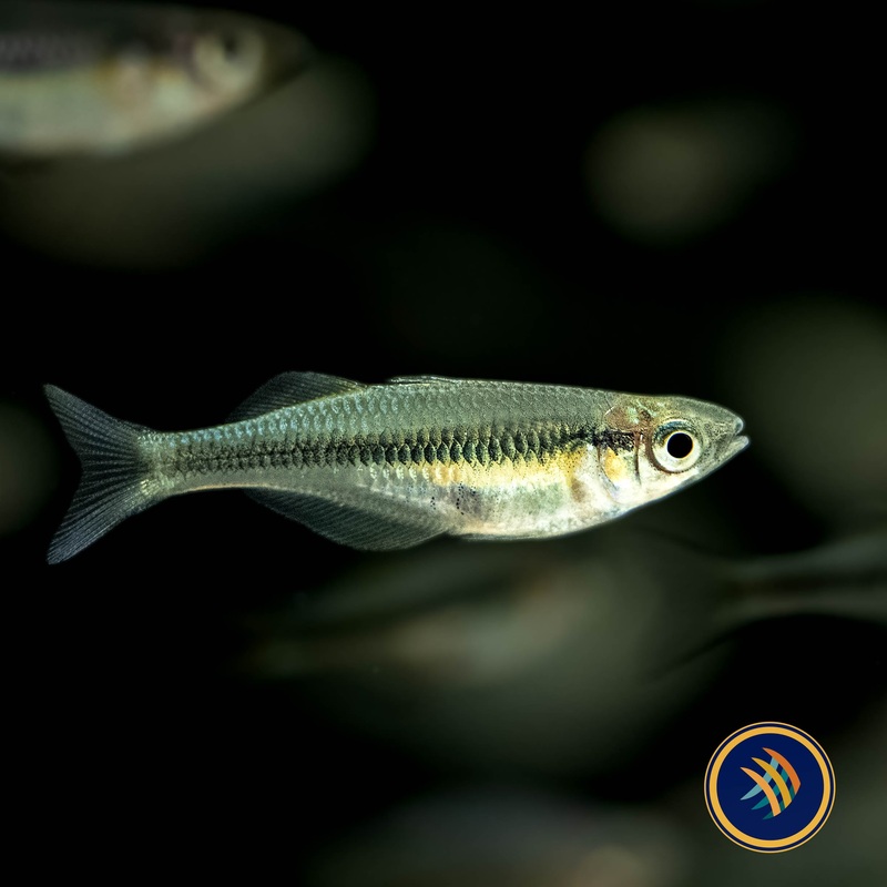 Alleni Rainbowfish (Chilatherina alleni) 3-4cm
