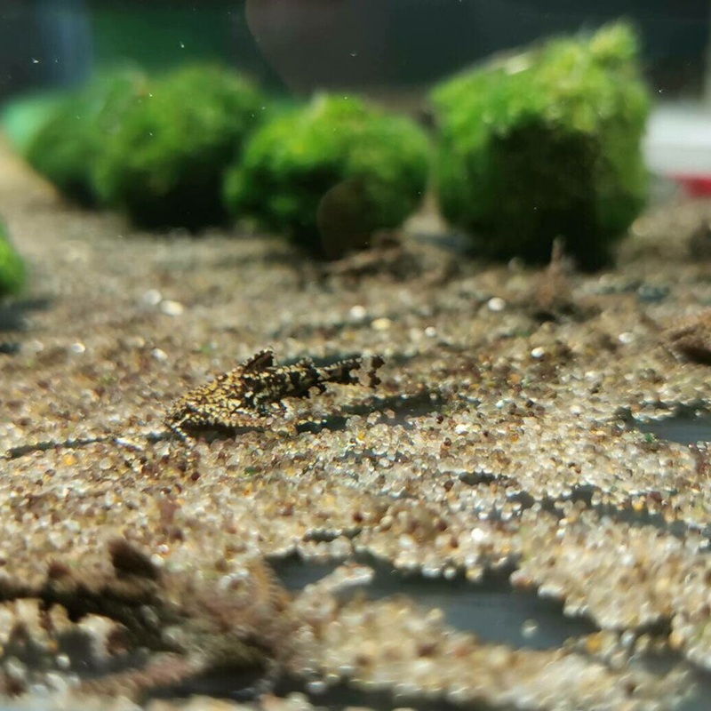 Asian Stone Dwarf Anchor Catfish (Hara Jerdoni)