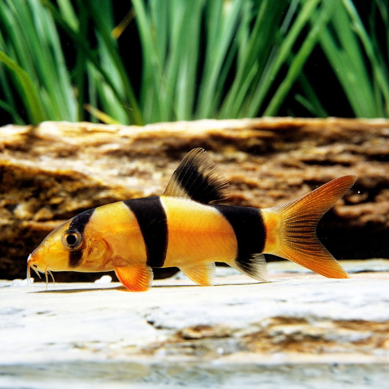 Clown Loach (Chromobotia macracanthus) 4-5cm