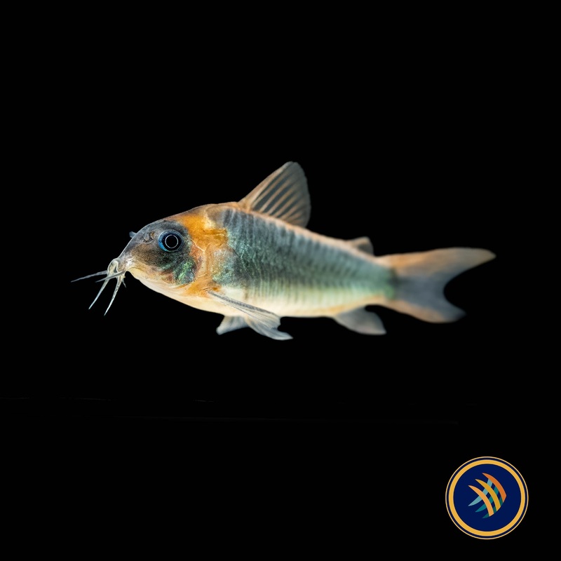 Corydoras Eques Real Wild (X-Large )- Aquarium Glaser