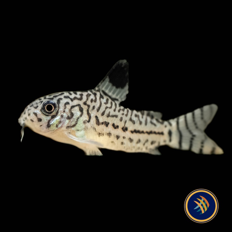 Corydoras Julii (Leopard)