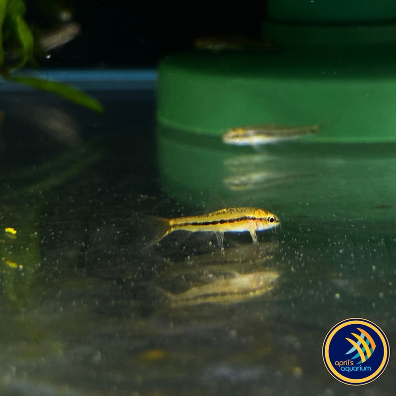 Dwarf Rosy Loach (Petruichthys sp. Rosy) Wild - Medium (Aquarium Glaser)