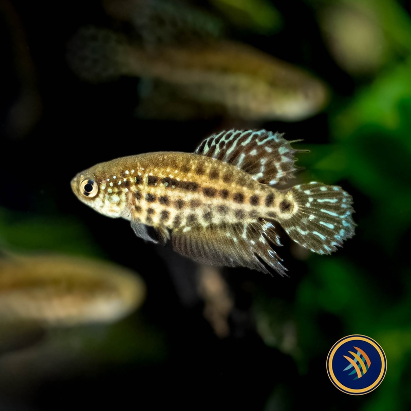 Featherfin Pearl Killi (Simpsonichthys constanciae) 3cm