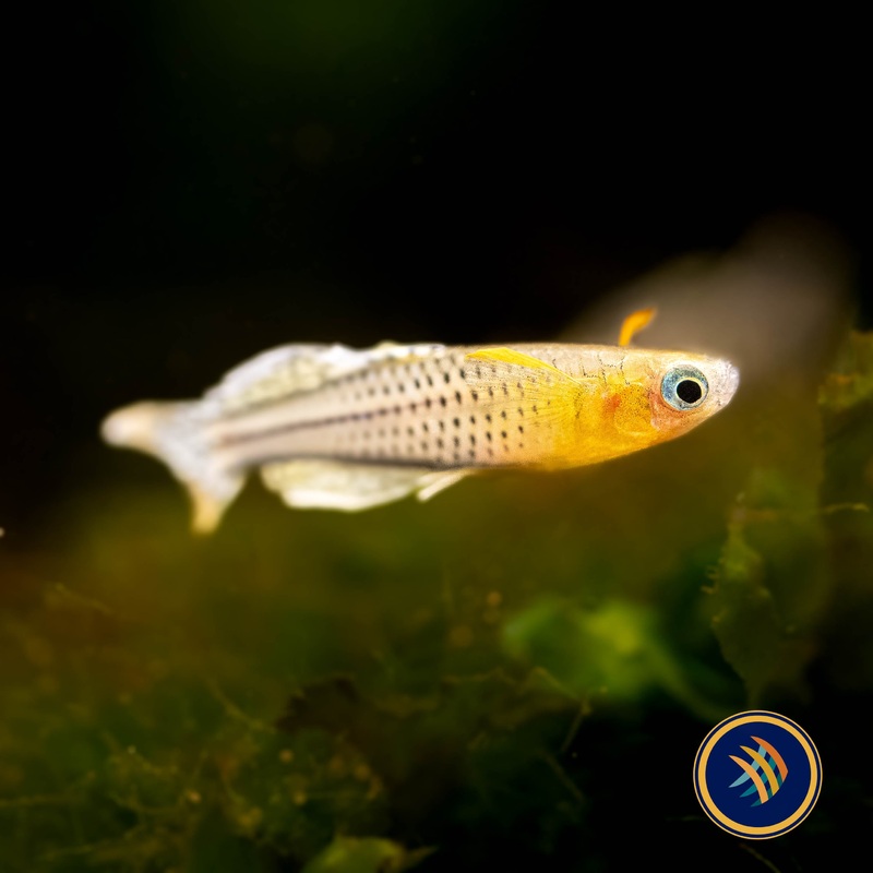 Gertrude's Rainbow Aru II (Pseudomugil Gertrudae Aru II) Locally Bred