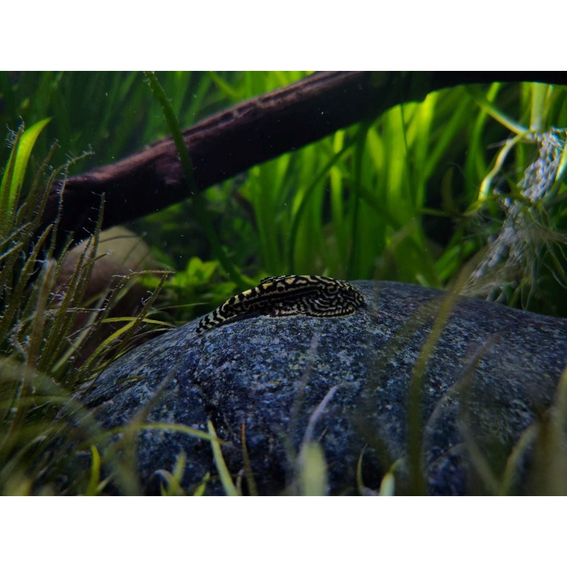 Hillstream Loach (reticulated) (Sewellia lineolata) 4cm