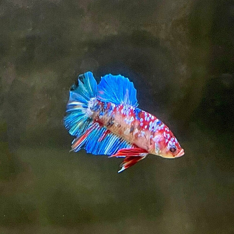 HMPK Male Betta