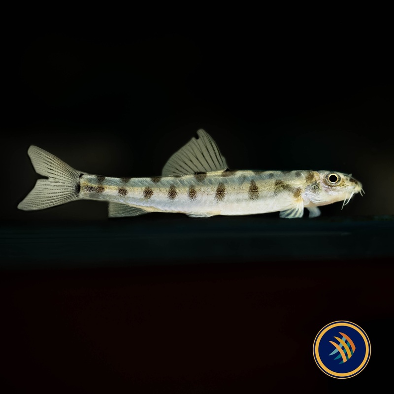 Nemacheilus corica (Wild) 3-5cm Aquarium Glaser