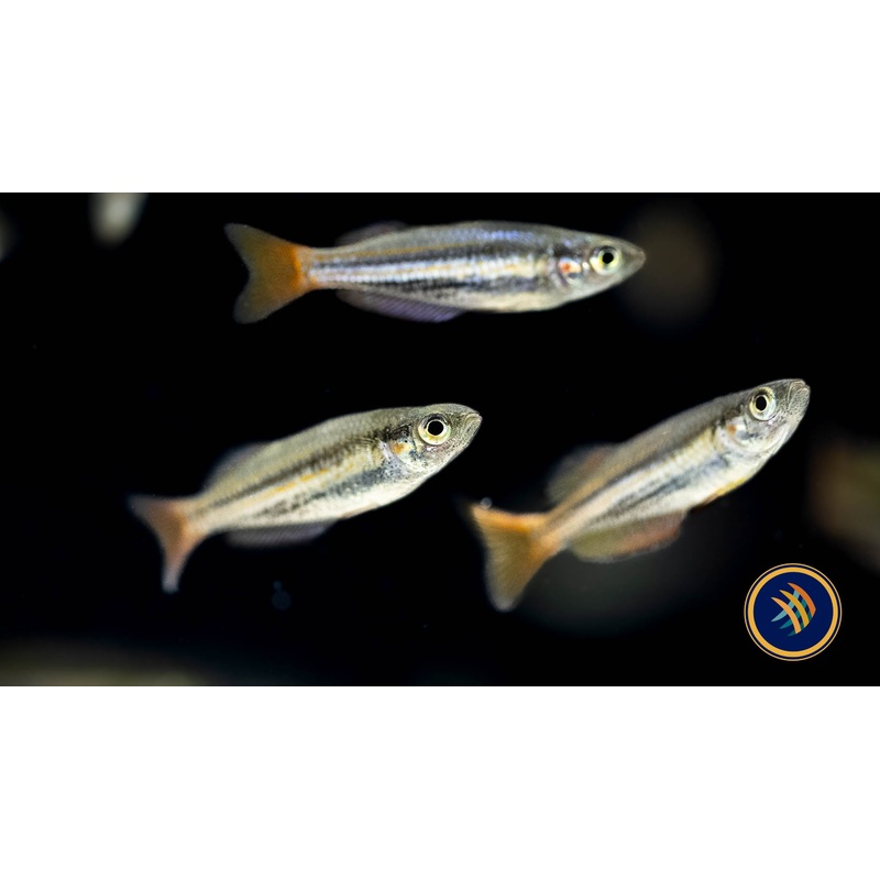 Redfin Dwarf Rainbowfish (Melanotaenia maccullochi) 2.5-3cm
