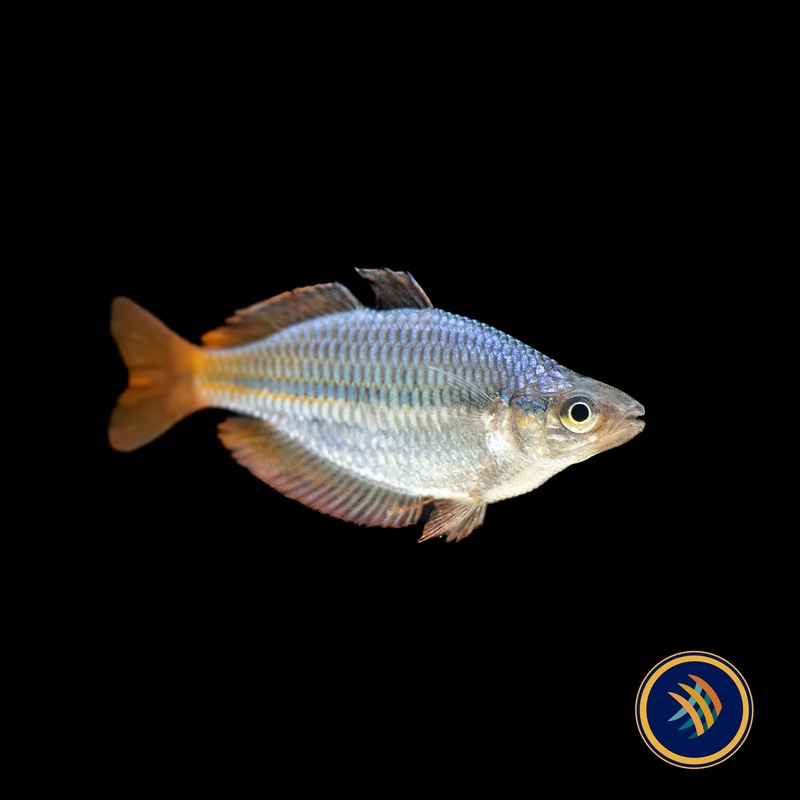 Trifasciata Rainbowfish (Melanotaenia trifasciata) 5cm (Male)