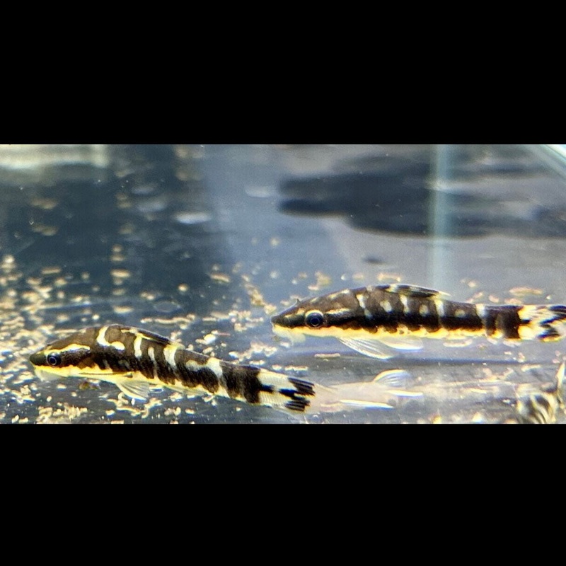 Zebra Otocinclus (Otocinclus Cocama) Aquarium Glaser