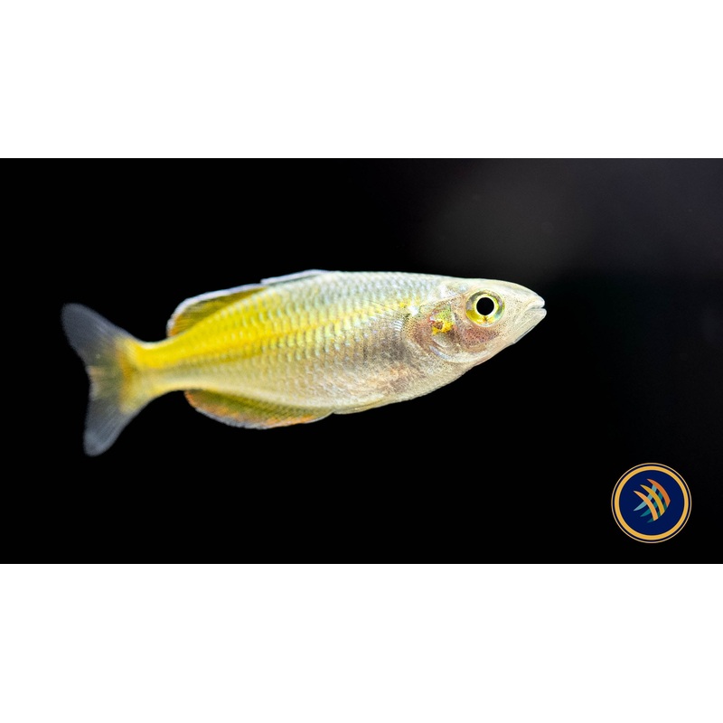 Boesemani Rainbow (Melanotaenia boesemani)