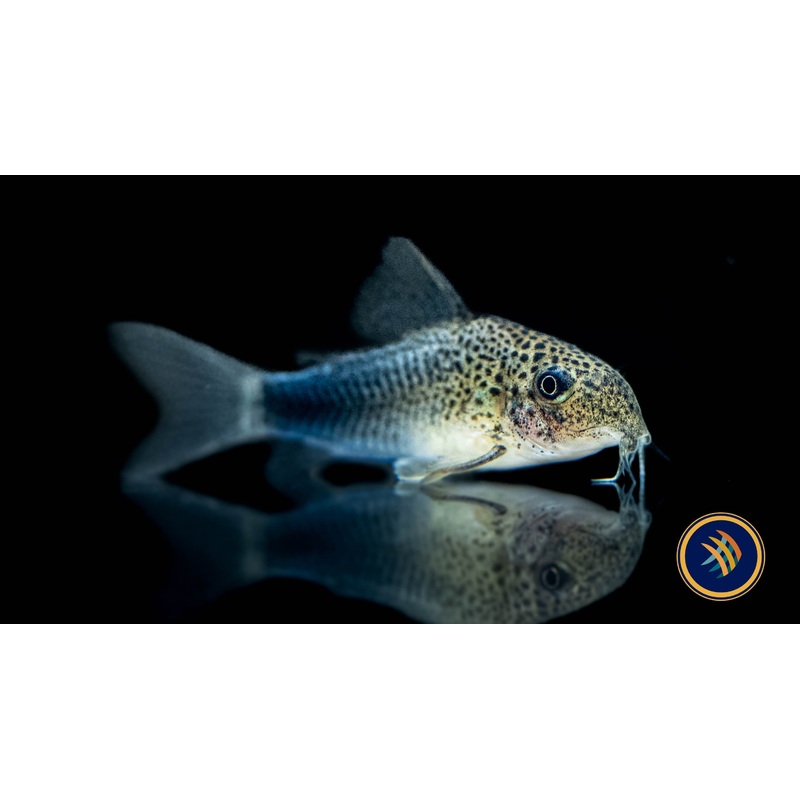 Corydoras Similis (Smudge Spot) 2.7cm