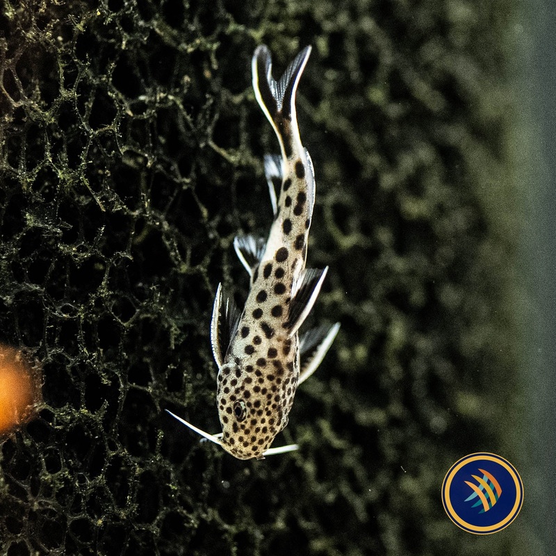Cuckoo Catfish (Synodontis Petricola)  2-3cm