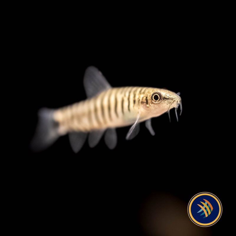 Dwarf Banded Vietnamese Loach  (Yunnanilus cruciatus)