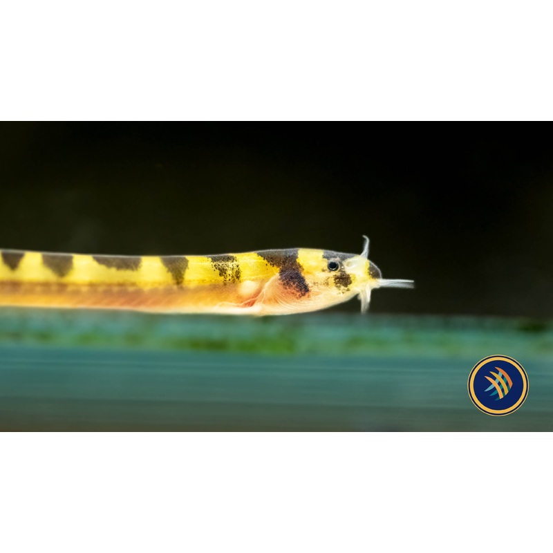 Dwarf Kuhlii Loach (Pangio cuneovirgata)