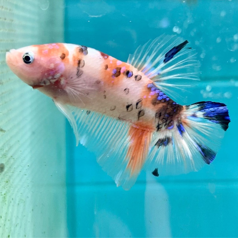 Giant HMPK Betta Male 6.5-7cm