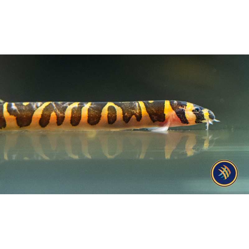 Giant Kuhlii (Pangio myersi) 4cm
