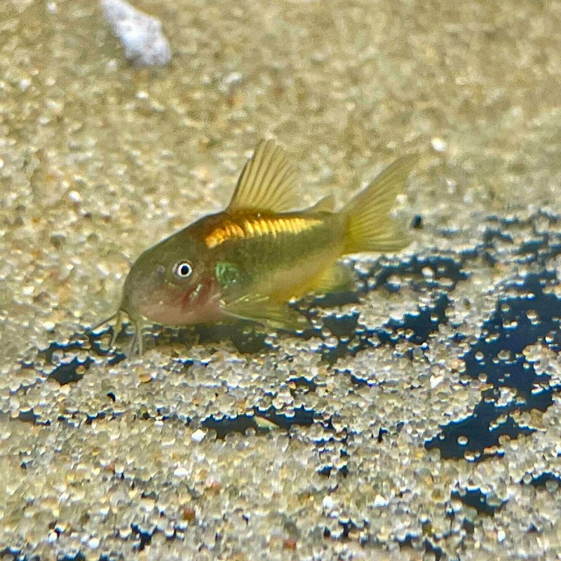 Gold Laser Corydoras CW010 - 3cm