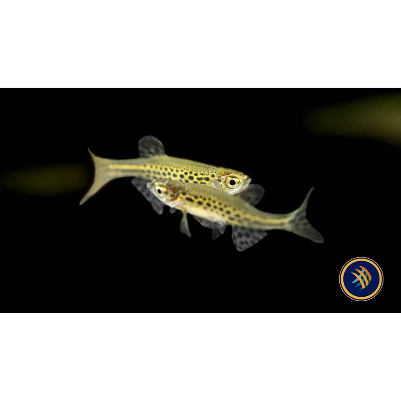 Gold Ring Danio (Danio tinwini)