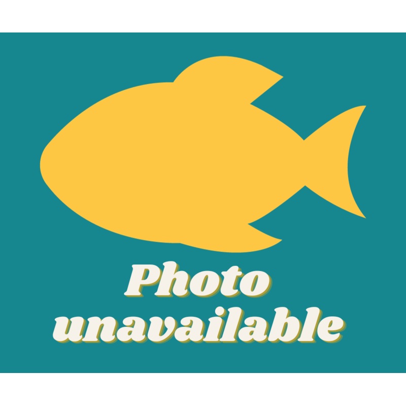 Golden Lyretail Killifish (Aphyosemion australe) 2.5cm