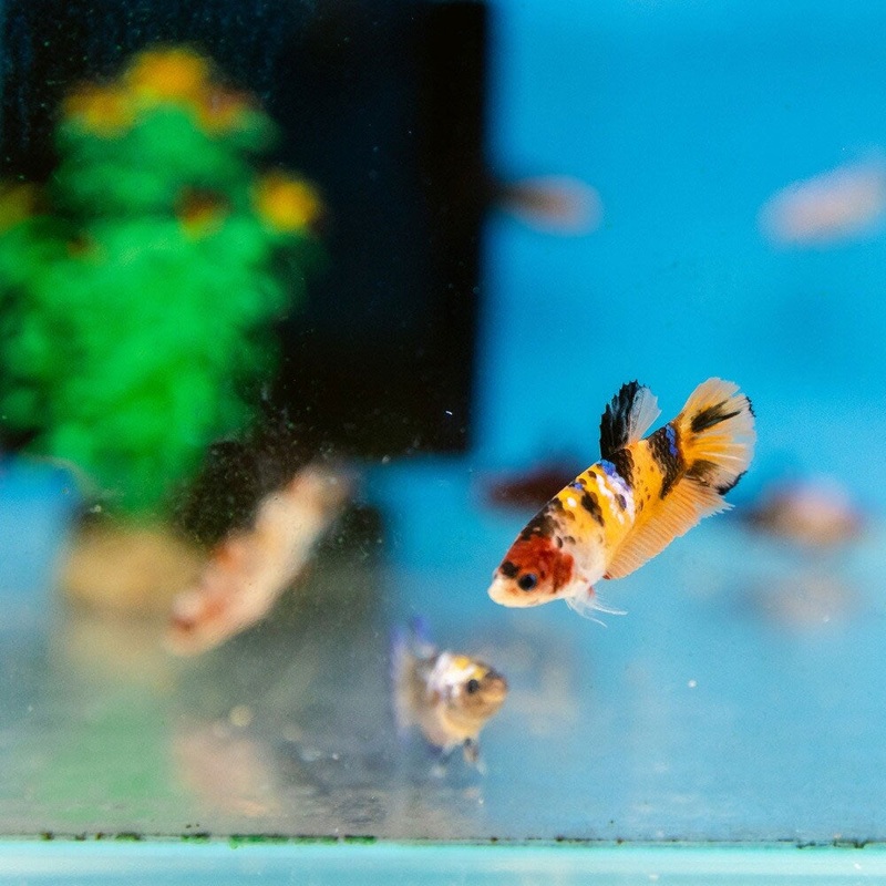 HMPK Betta Female