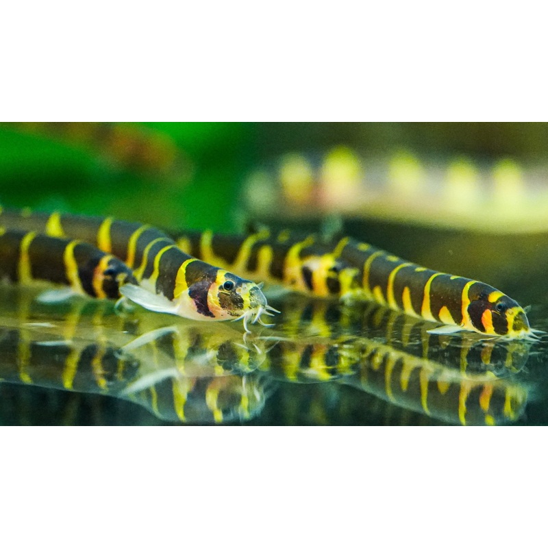 Kuhli Loach (Pangio kuhlii) 4-6cm