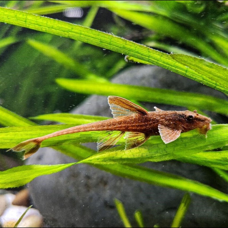 L010a Red Lizard Whiptail Catfish Rineloricaria 3.5-4cm