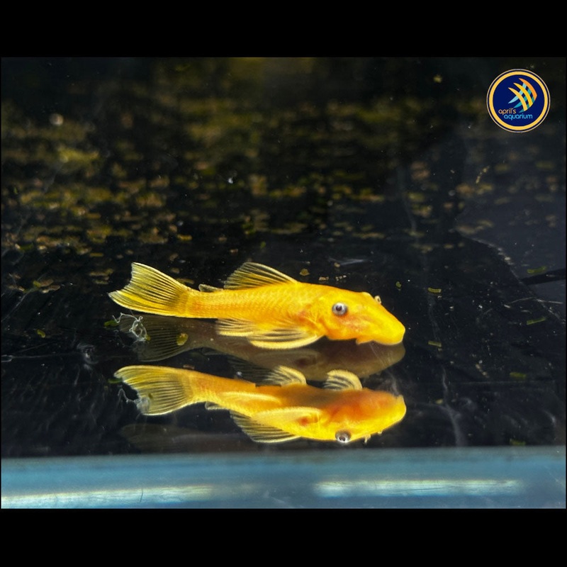 L144 Lemon Blue Eye Bristlenose