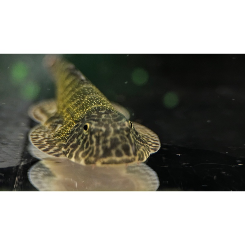 Neon Borneo Sucker (Gastromyzon lepidogaster) 3-5cm