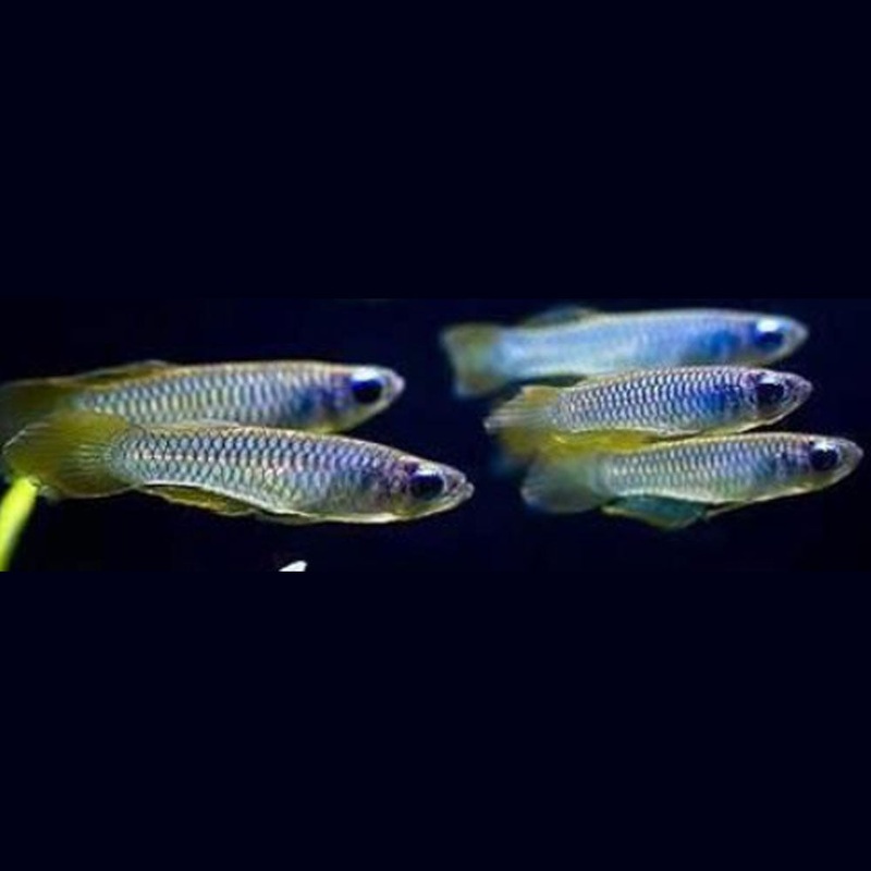 Normans African Lamp Eye Killi (Aphyosemion normani) 2.5cm