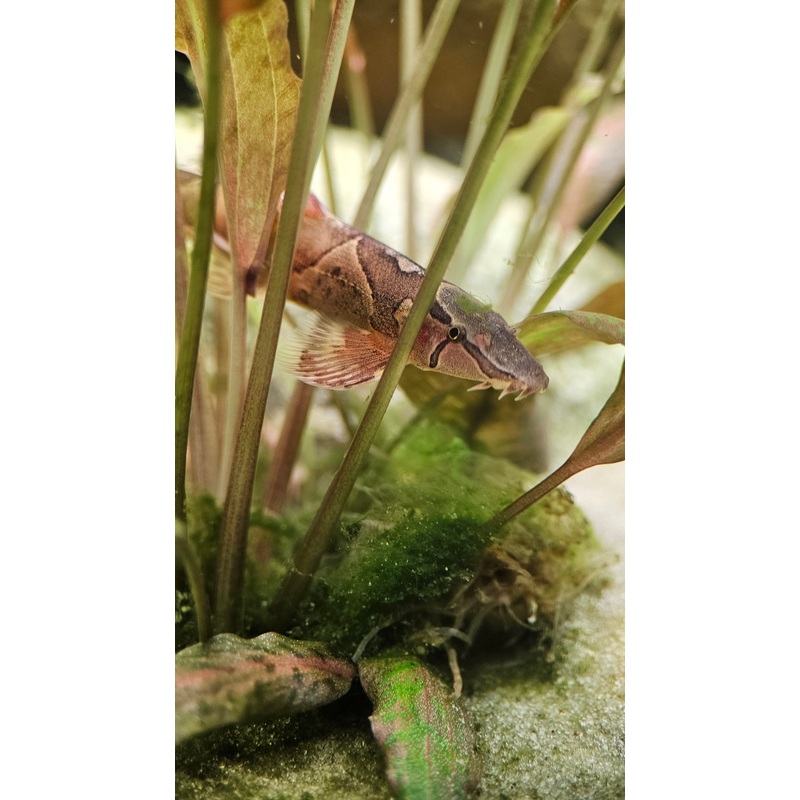 Red Lizard Saddleback Loach (Homaloptera orthogoniata) 6-10cm