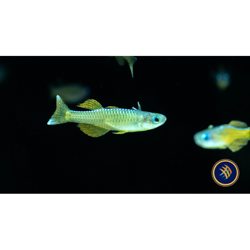 Red Neon Blue Eye Rainbow (Luminatus) 2cm