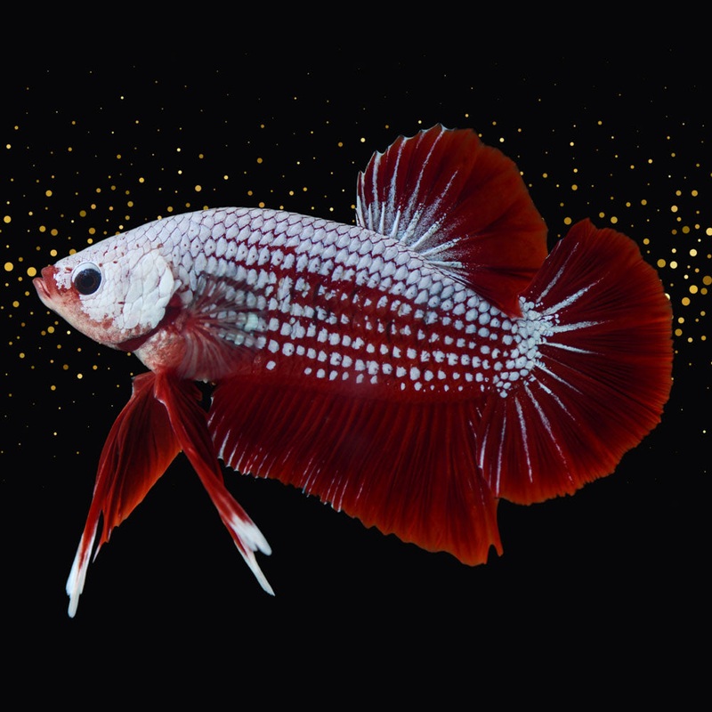 Samurai Male Betta