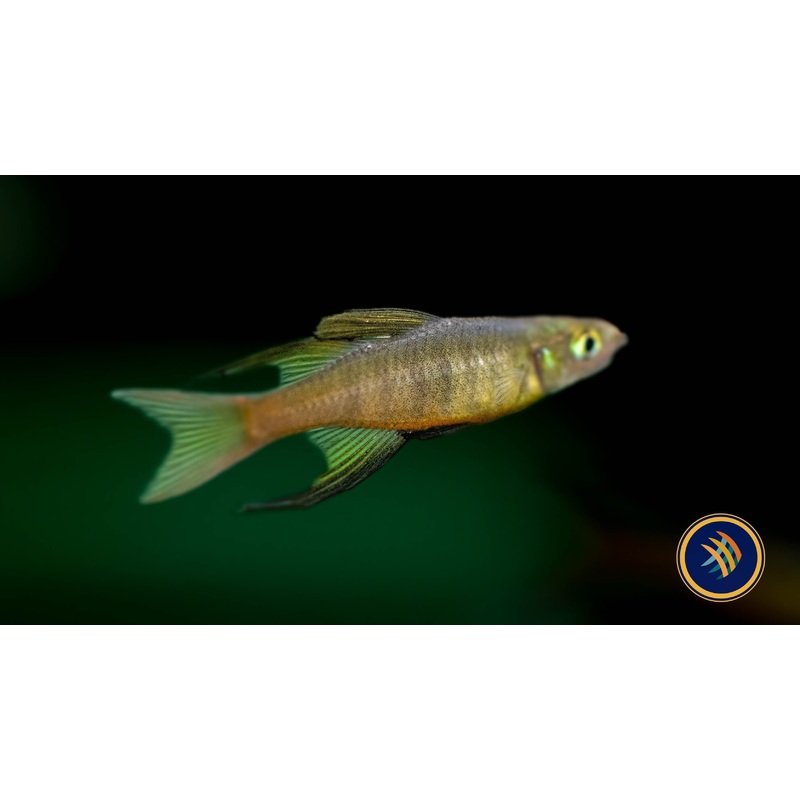 Threadfin / Featherfin Rainbowfish (Iriatherina werneri) 2.5-2,7cm