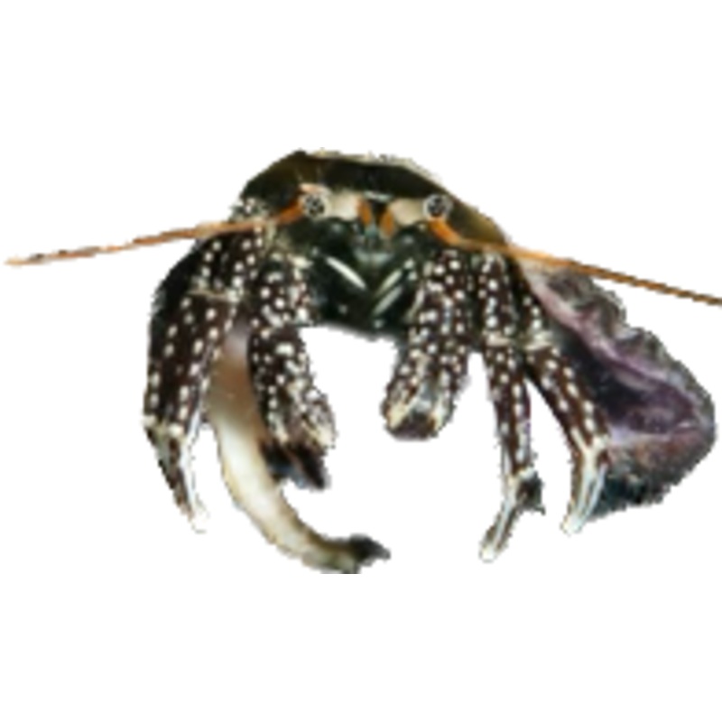 African Hermit Crab