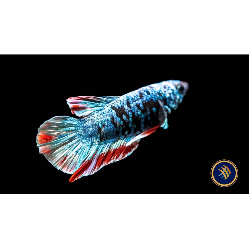 Betta Avatar Nebula Male HMPK