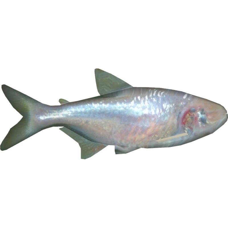 Blind Cave Tetra