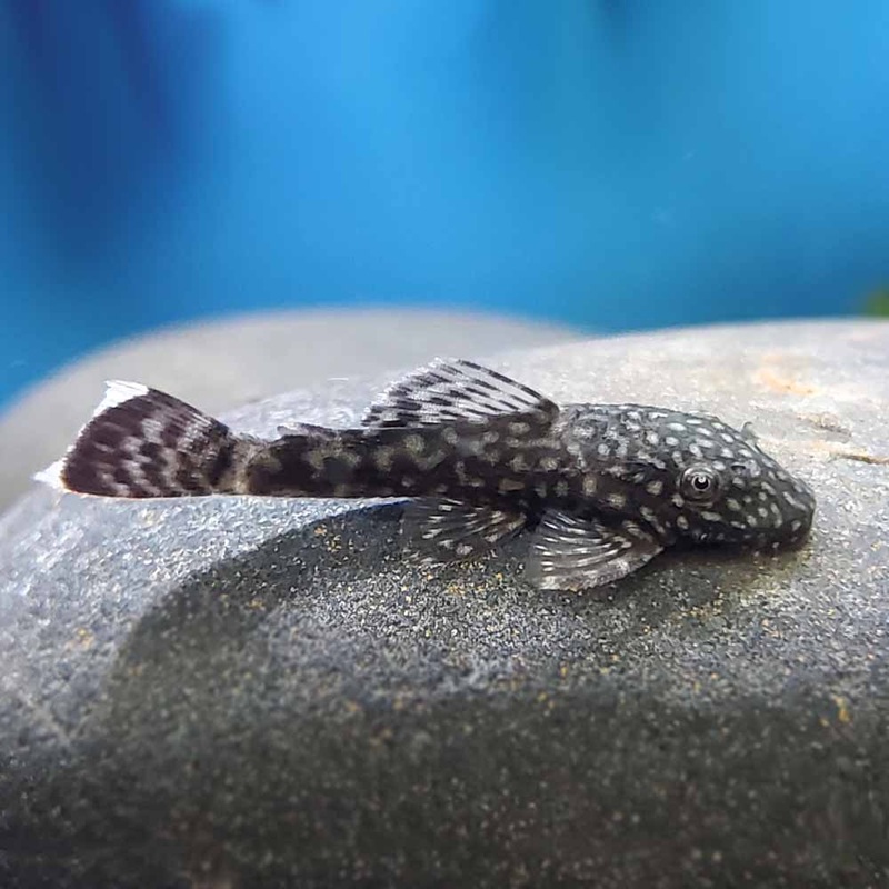 Bristle Nose Pleco