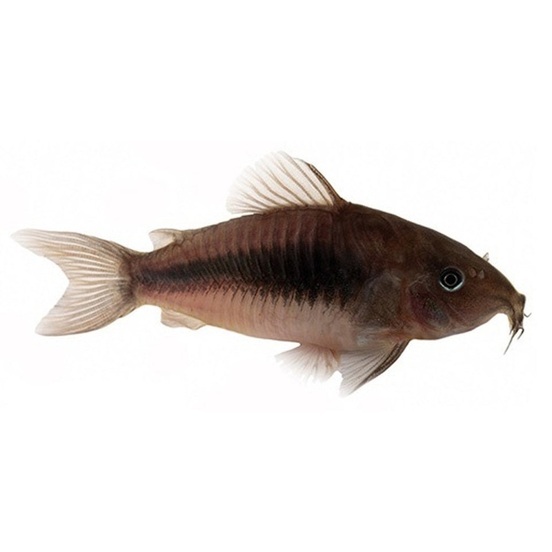 Bronze Corydora
