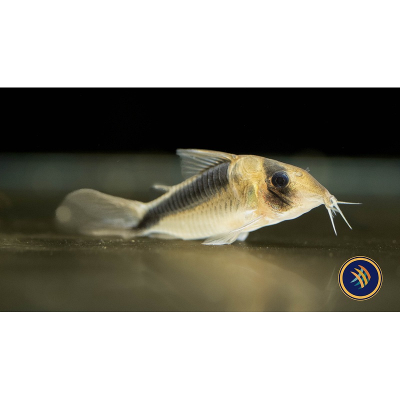 Corydoras Adolfoi (Adolfo's) CW107 2.5-2.7cm