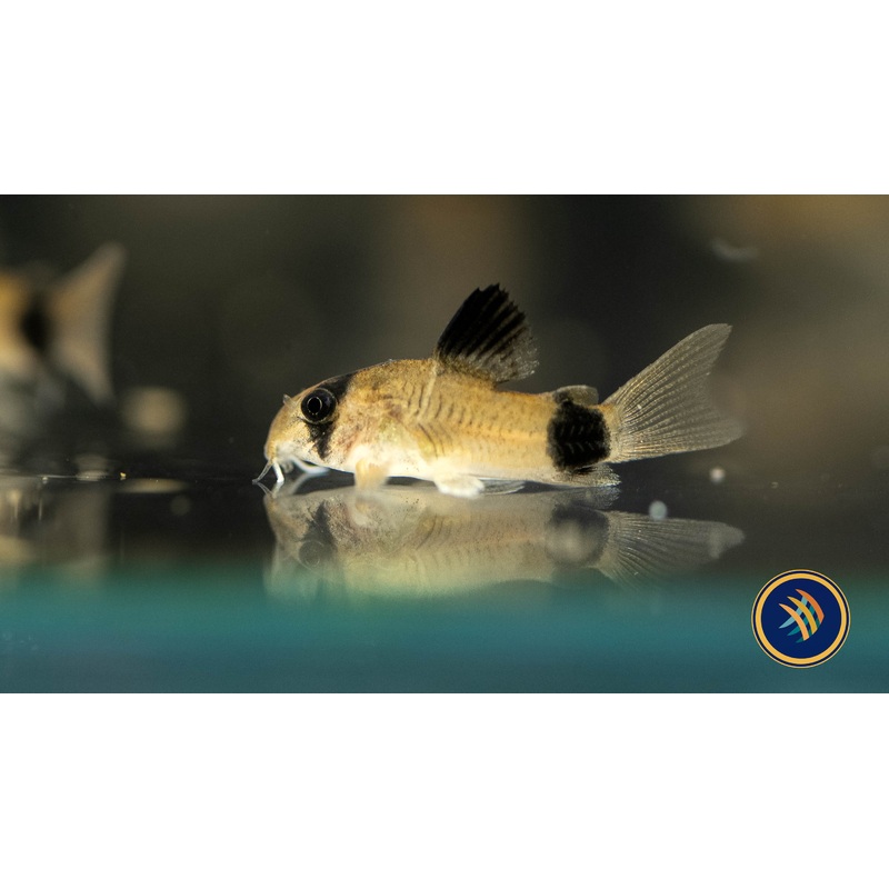 Corydoras Panda 3.5-4cm